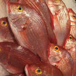 fresh red snapper